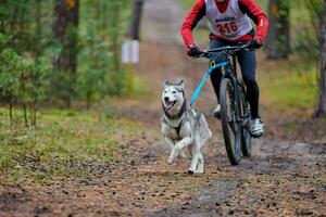 course de chiens de traîneau bikejoring photo