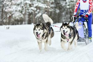 course de chiens de traîneau husky sibérien photo