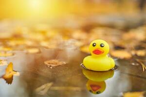 jouet de canard d'automne dans une flaque d'eau avec des feuilles photo