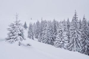 paysage d'hiver féerique avec sapins et chutes de neige. concept de salutations de noël photo