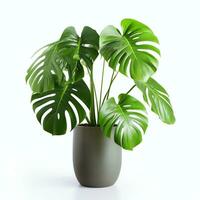 ai généré monstera deliciosa plante réel photo photoréaliste