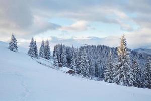 épinettes blanches majestueuses qui brillent par la lumière du soleil. scène hivernale pittoresque et magnifique. emplacement place parc national des carpates, ukraine, europe. station de ski des alpes photo