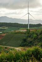 magnifique paysage dans le Matin à cau ça, da lat ville, lam dong province. vent Puissance sur thé colline, Matin paysage sur le flanc de coteau de thé planté photo