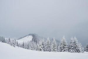 superbe photo d'hiver dans les montagnes des carpates avec des sapins couverts de neige. scène extérieure colorée, concept de célébration de bonne année. photo post-traitée de style artistique