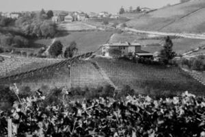 noir et blanc paysage de le piémontais langhe collines et vignobles dans le hiver photo