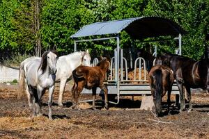 les chevaux dans une stable photo