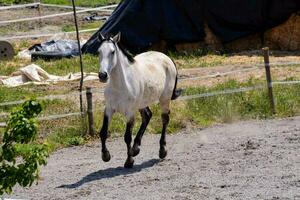 une cheval fonctionnement dans une clôturé zone photo