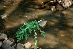 Papaye feuilles avec imparfait croissance sur le bord de le rivière photo