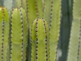 une proche en haut de une cactus plante avec beaucoup petit épines photo