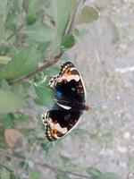 magnifique Couleur papillon. été insecte signe et symbole. photo