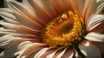 ai généré fermer de une blanc chrysanthème fleur. génératif ai photo