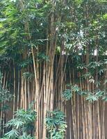 une paysage vue de bambou arbre photo