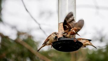 moineaux gros oiseau mangeoire avec des graines photo