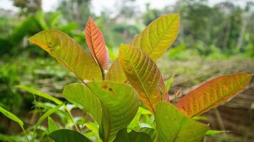 petit goyave arbre ou psidium goyave photo