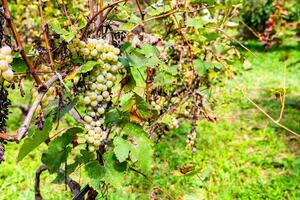 vert les raisins sur vignoble dans kakheti Région photo