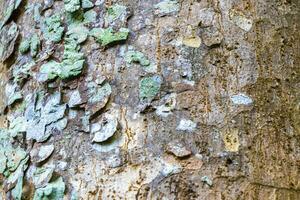 texture tropical arbre avec turquoise vert blanc patchs sur écorce dans cobá Mexique. photo