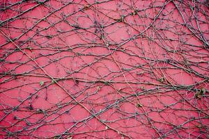 lierre rouge mur texture Contexte concept photo. vieux brique mur et l'automne léche-botte, briques clôture photo