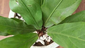 intérieur plante dans le pot dans le coin de le pièce photo