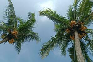 un artistique et magnifique noix de coco arbre dans le lumière du jour contre le bleu ciel photo
