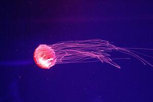 macro de une magnifique méduse chrysaore pacifica photo