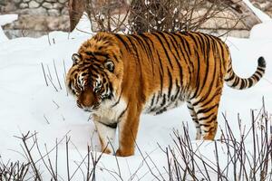 magnifique panthera Tigre sur une neigeux route photo