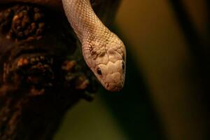 serpent leucistique Texas rat photo