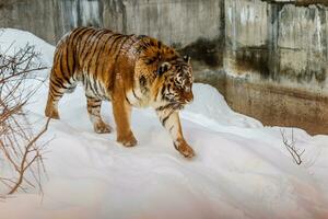 magnifique panthera Tigre sur une neigeux route photo