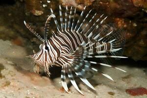 ai généré rouge poisson-lion - un de le dangereux corail récif poisson. neural réseau ai généré photo