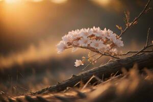 ai généré Cerise fleur dans une champ à le coucher du soleil. doux se concentrer. génératif ai photo