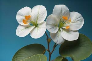 ai généré tropical feuilles de monstera sur une solide Couleur Contexte. ai génératif photo