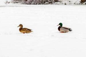 canards et drakes marcher sur neige et sur une congelé Lac photo