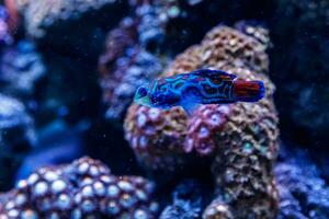 mandarin poisson synchiropus splendide photo