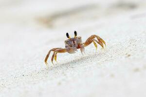 un ocypode Crabe sur le le sable de une plage photo