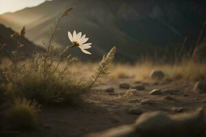 ai généré blanc Marguerite fleur dans le désert à le coucher du soleil avec montagnes dans le Contexte. génératif ai photo