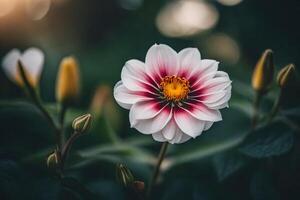 ai généré une blanc et rose fleur avec une Jaune centre photo