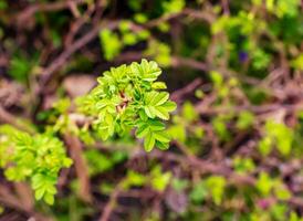 fragment de une branche avec bourgeons de Rosa spinosissime dans de bonne heure printemps, communément connu comme le Rosa pimpinellifolia. photo