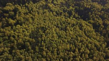 l'automne paysage de Alpes couvert par Jaune des arbres à ensoleillé l'automne journée. agrafe. Haut vue de une magnifique vallée avec forêt et coloré l'automne feuillage. photo