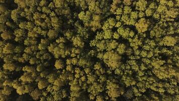 aérien altaï vue de coloré l'automne Montagne forêt. agrafe. la nature et écologie Extérieur concept, russe campagne paysage, Sibérie, Altaï. photo