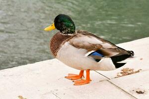 une canard permanent sur une rebord près une corps de l'eau photo