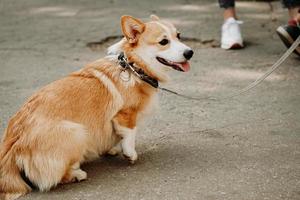 un beau chien corgi. animal de compagnie heureux, portrait d'un corgi doré photo