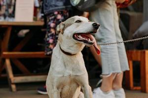 chien de berger drôle. visage d'animal souriant avec une longue langue pendante photo