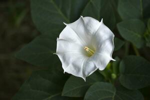 une grand blanc datura fleur avec vert feuilles. grand blanc fleurs. photo