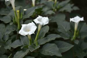 une grand blanc datura fleur avec vert feuilles. grand blanc fleurs. photo