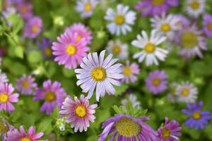 une tapis de multicolore fleurs. pâle rose cosmée fleurs sur une fleur lit. beaucoup de magnifique fleurs. photo