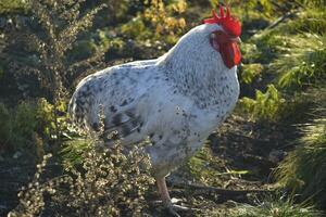 une magnifique tacheté noir et blanc coq dans le jardin. une Masculin la volaille. photo