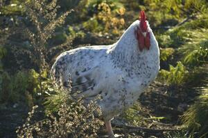 une magnifique tacheté noir et blanc coq dans le jardin. une Masculin la volaille. photo