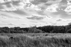 beau paysage d'horizon dans la prairie du village sur fond naturel de couleur photo