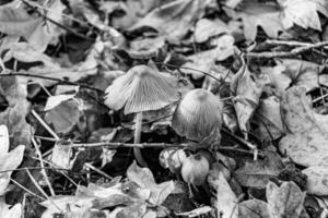 la photographie à thème grand magnifique toxique champignon dans forêt sur feuilles Contexte photo