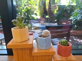 le intérieur de le maison avec une catatus arbre dans une petit pot. photo