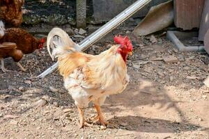 une poulet est permanent dans le saleté photo